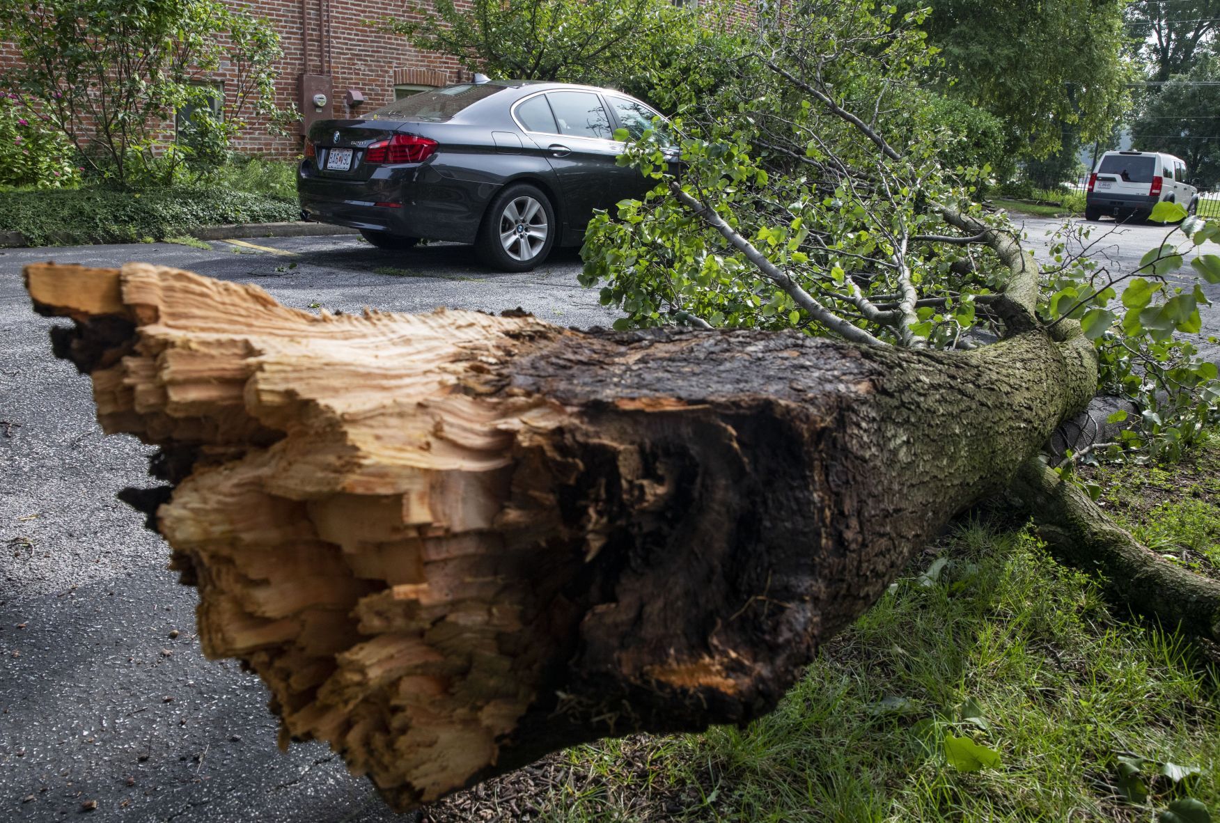 Trees damaged and toppled in St. Charles